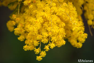 CONFIGURAR WINDOWS SIN CUENTA MICROSOFT